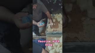 Vaccination  Eye Drop  Newcastle Disease and Avian Influenza Vaccine  poultry broilerpoultry [upl. by Iderf]