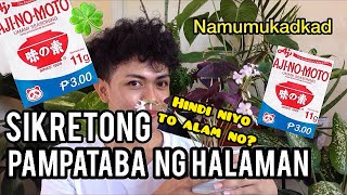 HOW TO USE VETSIN MSG AS FERTILIZER FOR PLANTS  ANG SIKRETO SA MATABANG HALAMAN AT PAGPABULALAK [upl. by Iret]