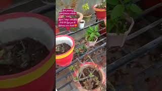 Rose pruning in easy steps rose trending trendingshorts youtubeshorts nature shorts flowers [upl. by Murvyn]