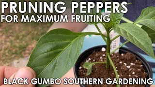 Pruning Pepper Seedlings for Maximum Production  Black Gumbo [upl. by Anawek]