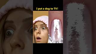 I put a dog to TV funny funnyvideo foryou mystorytime vlog storytimevlog storytime fyp [upl. by Nemzzaj]