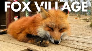 🦊Fox Village in Zao Miyagi Japan  Petting Super Fluffy Baby Foxes [upl. by Eeliab]