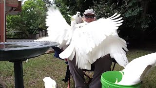 On a wing and a prayer The majesty of wild cockatoos [upl. by Assylem88]