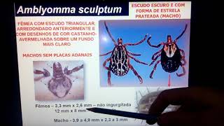 Família Ixodidae parte 2 [upl. by Kiel]