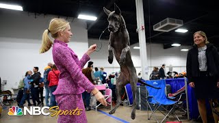 WATCH Behind the scenes of the 2022 National Dog Show Breed Judging  NBC Sports [upl. by Ainomar]