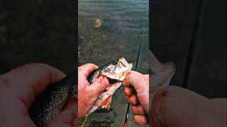 How to save a gutgill hooked fish fishing catchandrelease shorts [upl. by Nairb370]