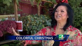 Looking for a colorful Christmas tree This Modesto farm has them [upl. by Marks]