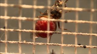 Female tsetse fly excreting water after blood feeding [upl. by Giamo564]