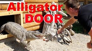 I Built My Alligators Doors To Go Outside [upl. by Paryavi774]