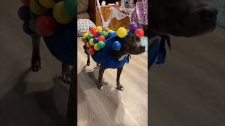 This dog’s Halloween costume is amazing 👏 [upl. by Tita]