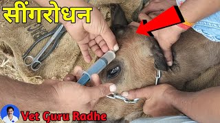 Disbudding in calf  Dehorning calves with hot iron  सींगरोधन [upl. by Barrada781]