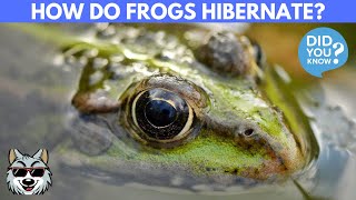 What Happens When Frogs Hibernate How to they do it [upl. by Anidan]