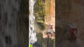 Hamadryas Baboon  Singapore Zoo [upl. by Salbu]