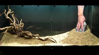 Aquarium Setup  Aquascape  Step by Step  Live Planted Fish Tank [upl. by Asirehc]