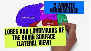 2Minute Neuroscience Lobes and Landmarks of the Brain Surface Lateral View [upl. by Penhall]