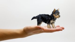 18 SMALLEST Dog Breeds On Earth [upl. by Lombardi]