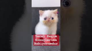 Yerel Seçim Sonuçlarına Bakarken BEN   2024 Türkiye Belediye Başkanı Seçimleri [upl. by Adim]