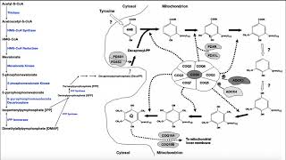 Coenzyme Q  Biosynthesis Function amp Clinical Implications [upl. by Eiramaneet]