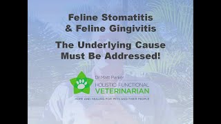 Feline Stomatitis amp Gingivitis The Underlying Cause Must Be Addressed [upl. by Surbeck]