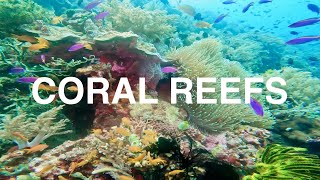 The Beauty of Underwater Coral Reefs [upl. by Manno]