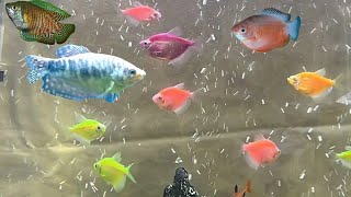 Can glofish tetras and gourami fish live together  can you mix gouramis and glofish tetras [upl. by Cirre]