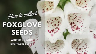 How to Collect amp Winter Sow Foxglove Seeds  Digitalis Flowers  Perennial Garden [upl. by Allicserp]