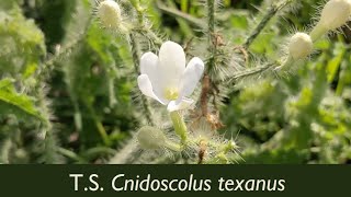 Plants that sting Bull nettle and a dose of fire ecology Cnidoscolus texanus [upl. by Otilesoj]