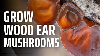 How to Grow Wood Ear Mushrooms  Auricularia auricula judae [upl. by Ciro806]