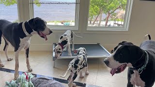 Funny Great Dane amp Puppy 6 Pack Enjoy A Double Twin Birthday Play Date [upl. by Hannad15]