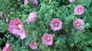 Anisodontea capensis Cape mallow [upl. by Lemmor34]