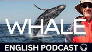 Whale of a time  Learn English with reallife stories  Bonus 116 [upl. by Corella332]