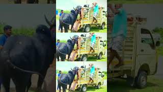 king of Salem karikalan bull jallikattu cowandbull shortsfeed [upl. by Eirojam164]