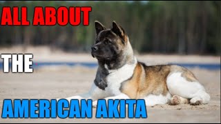 All About the American Akita Dog  Akita 101 [upl. by Wash993]