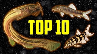 Top 10 Loaches for Your Aquarium [upl. by Barclay294]