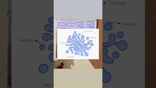 Golgi apparatus structure and function short viral video  india [upl. by Hasheem785]