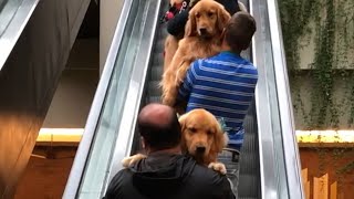 Group of Dog Owners Carry Golden Retrievers Up Escalator [upl. by Lleze]