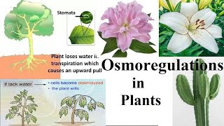 Osmoregulation in plants pt 1 [upl. by Claire341]