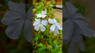 সাদা চিতাচিত্রক ফুলPlumbago auriculata nature flowers shorts [upl. by Beare]