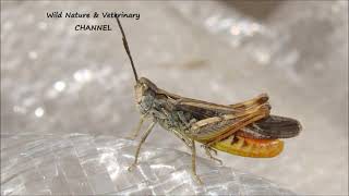 Grasshopper Sound Effect Grasshopper Noise Grasshopper Sounds Sound of Gsshopper  Chirping [upl. by Ah244]