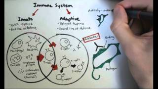 Immunology Overview [upl. by Olwena]