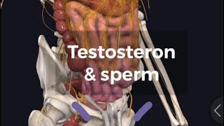 Testosterone effects and side effects टेस्टॉस्टरोन [upl. by Laikeze]