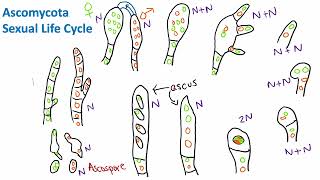 Ascomycota Sexual Life Cycle  Mycology  Biology [upl. by Magnolia]