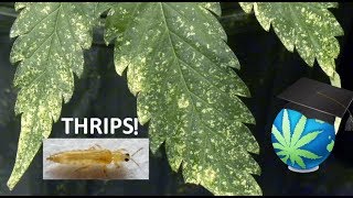 THRIPS In Gardening  How To IdentifyPrevent and Exterminate Them [upl. by Hauge727]