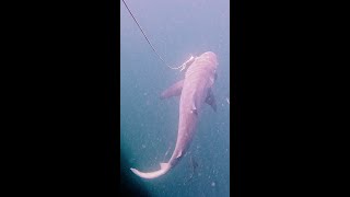 BIG Shark eats cobia in Kuala Rompin [upl. by Tioneb390]