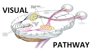 Visual Pathway [upl. by Ailemor458]