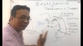 Basal gangliabasal nucleidirect and indirect pathway and Parkinsons disease [upl. by Ytram374]