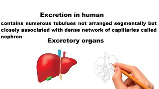 Excretion in Vertebrates and Role of Liver [upl. by Yllehs]