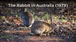 The Rabbit in Australia 1979 [upl. by Anitnelav]