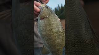 8lb Smallmouth on Dworshak Reservoir Dont Forget to Watch the Full VLOG [upl. by Slaughter711]