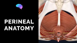 Anatomy of the Perineum 3D tutorial  UKMLA  CPSA [upl. by Linnell]